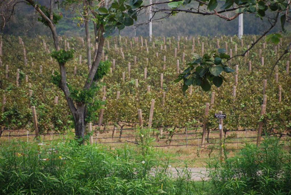 Granmonte Winery vineyards