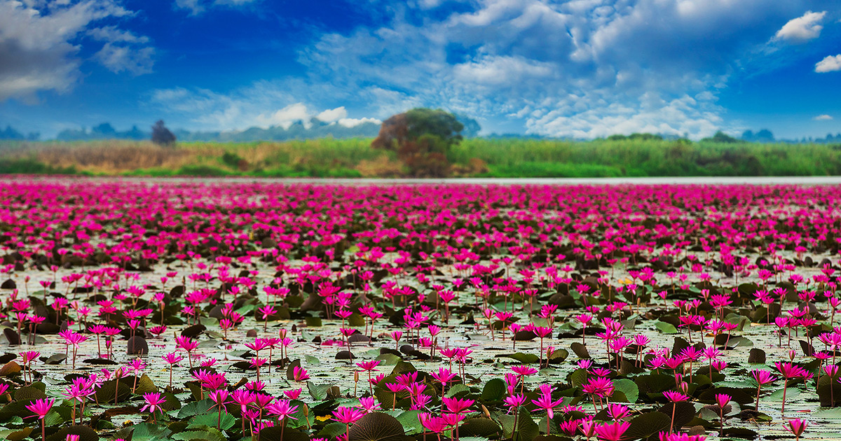 sea-red-lotus-marsh-thailand-299688143