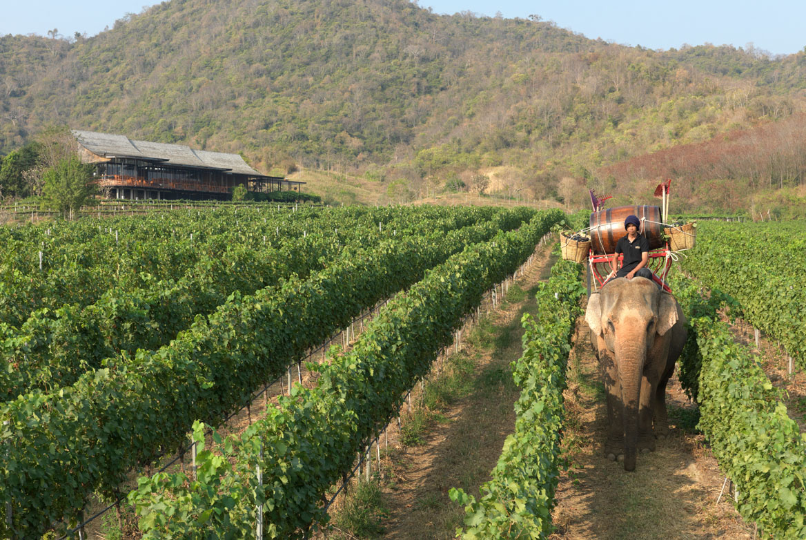 Hua Hin Hills Winery