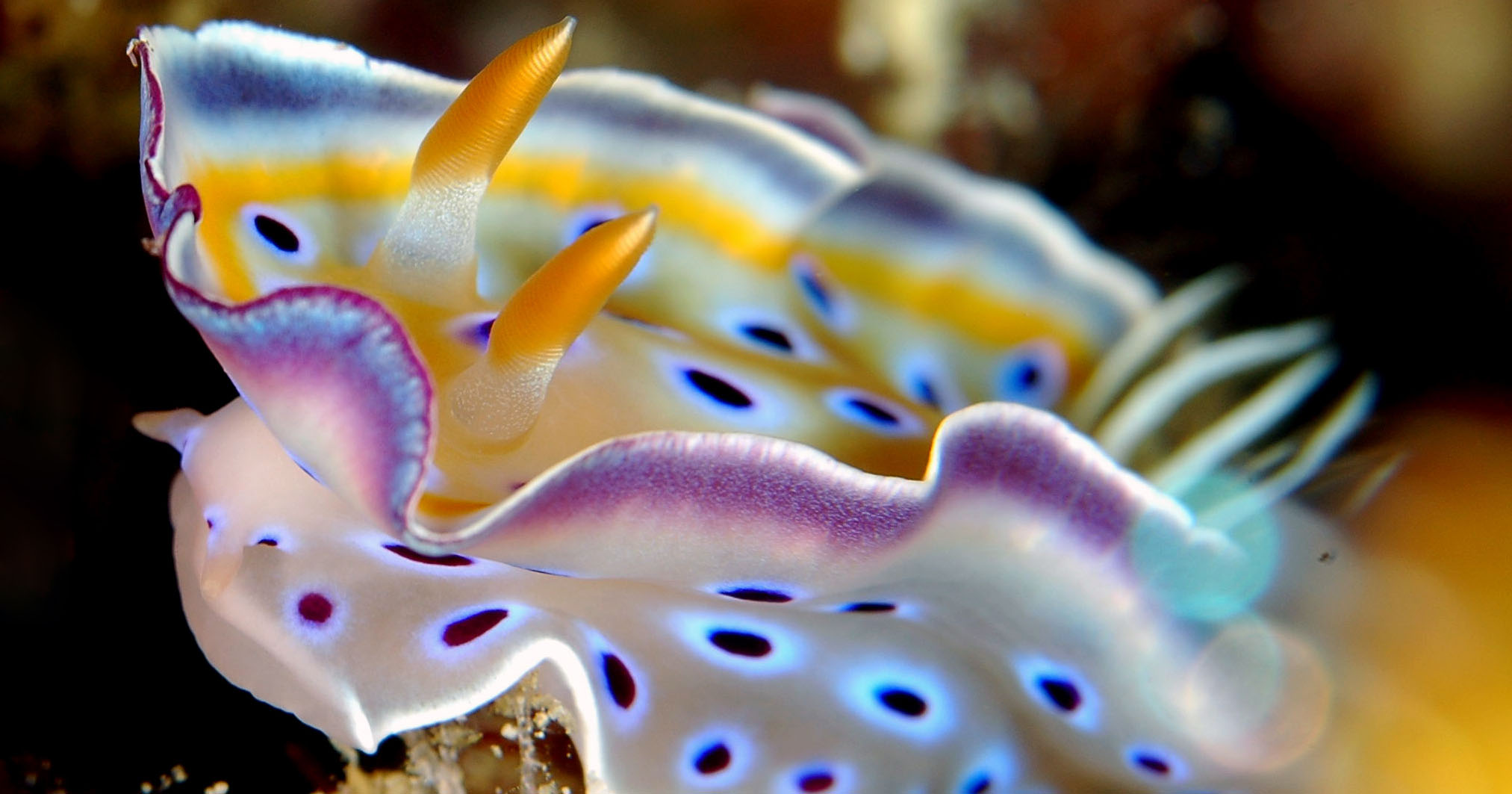 similan nudibranch Thailand Aggressor