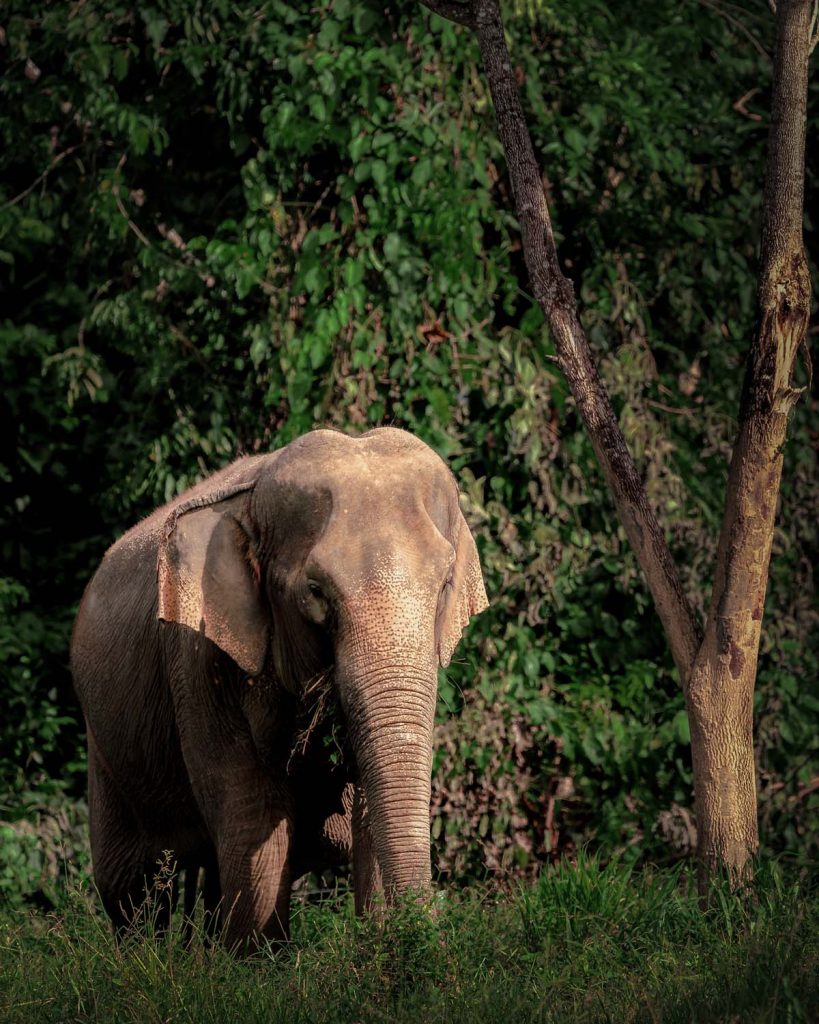 Elephant at Elephant Hills